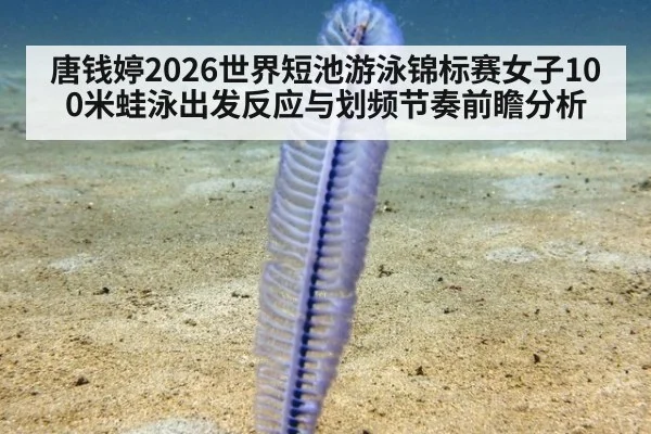 唐钱婷2026世界短池游泳锦标赛女子100米蛙泳出发反应与划频节奏前瞻分析